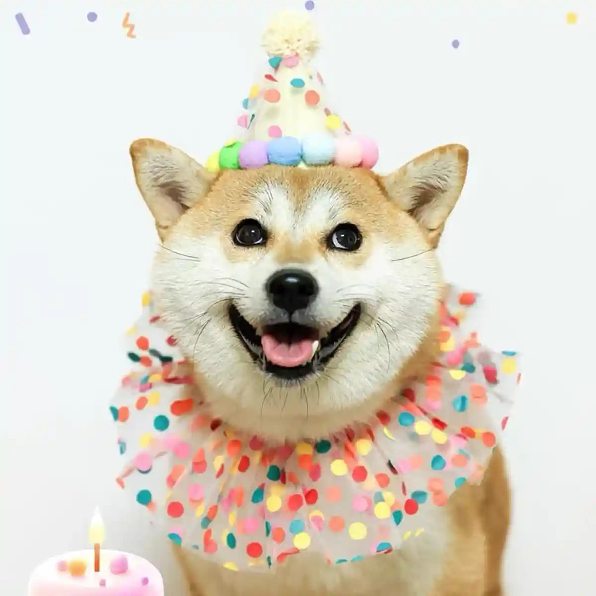 Cute Pet Birthday Dress Up Set with Hat and Ruffle Collar