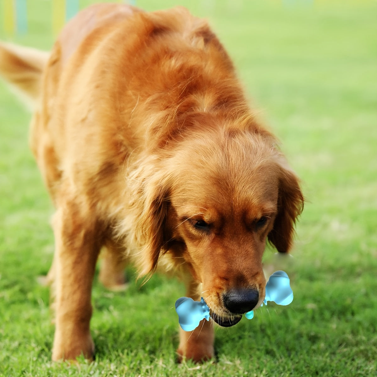 Dog Chew Toy For Teeth Cleaning