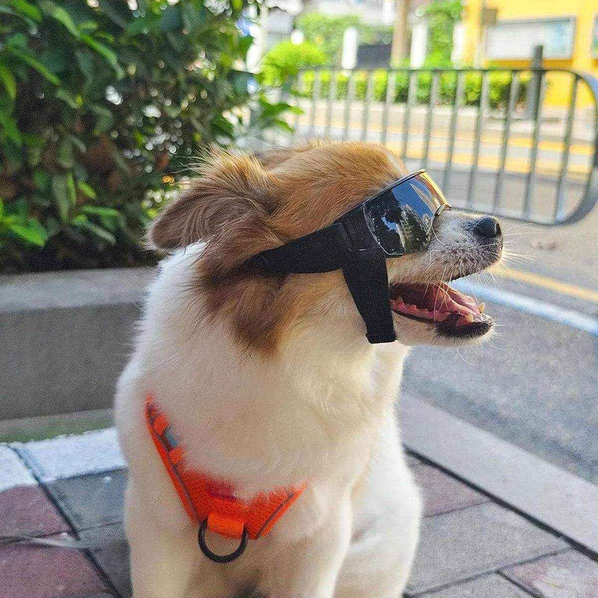 Outdoor UV-Protective Dog Sunglasses for Small and Medium Dogs