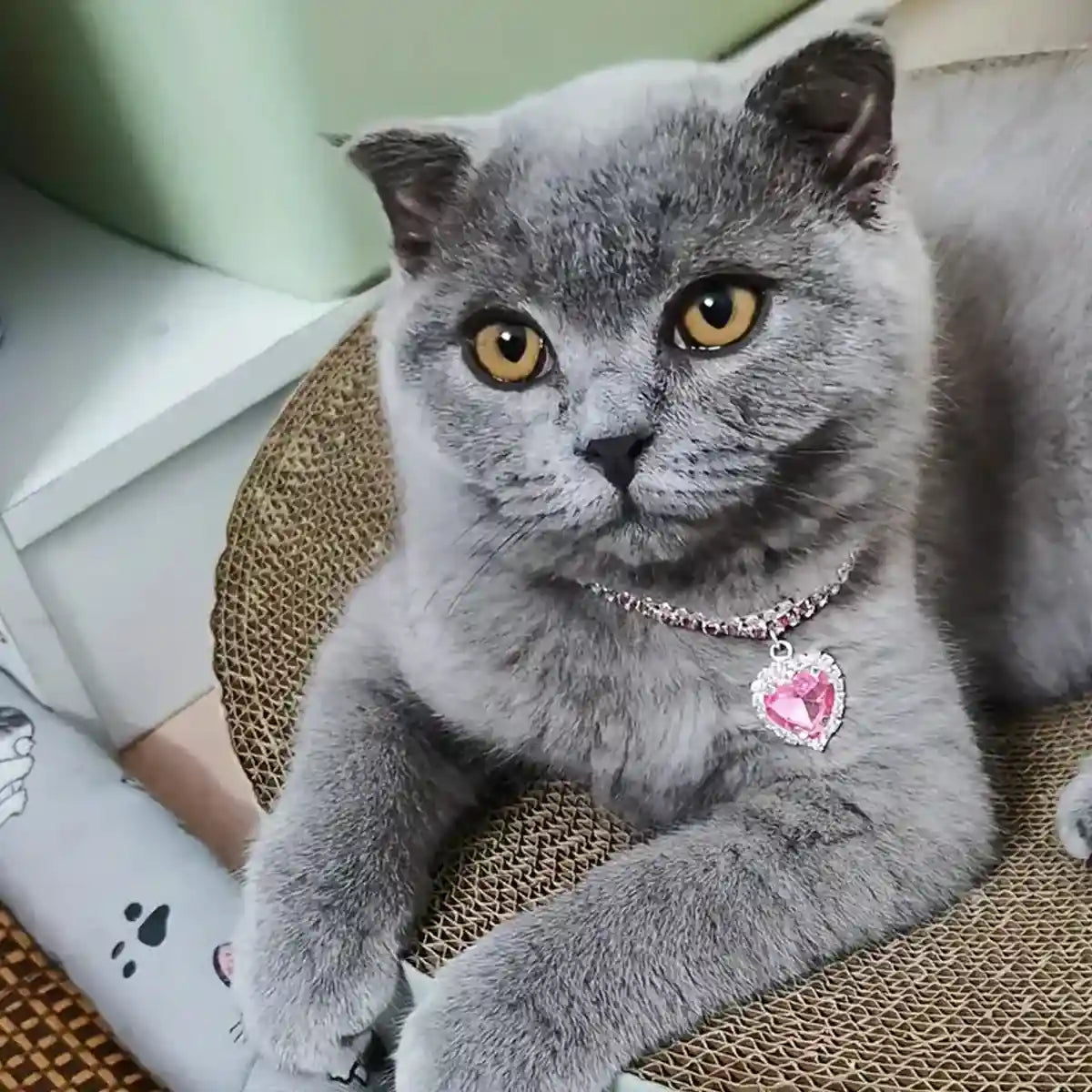Bling Cat Collar Set With Heart Pendant