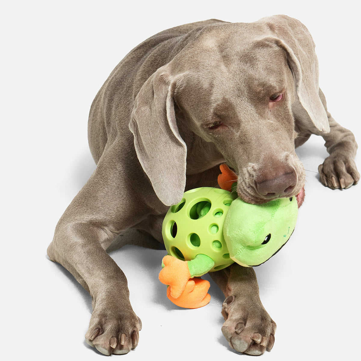 Plush Dog Toy Squeaky Frog Chew Toy