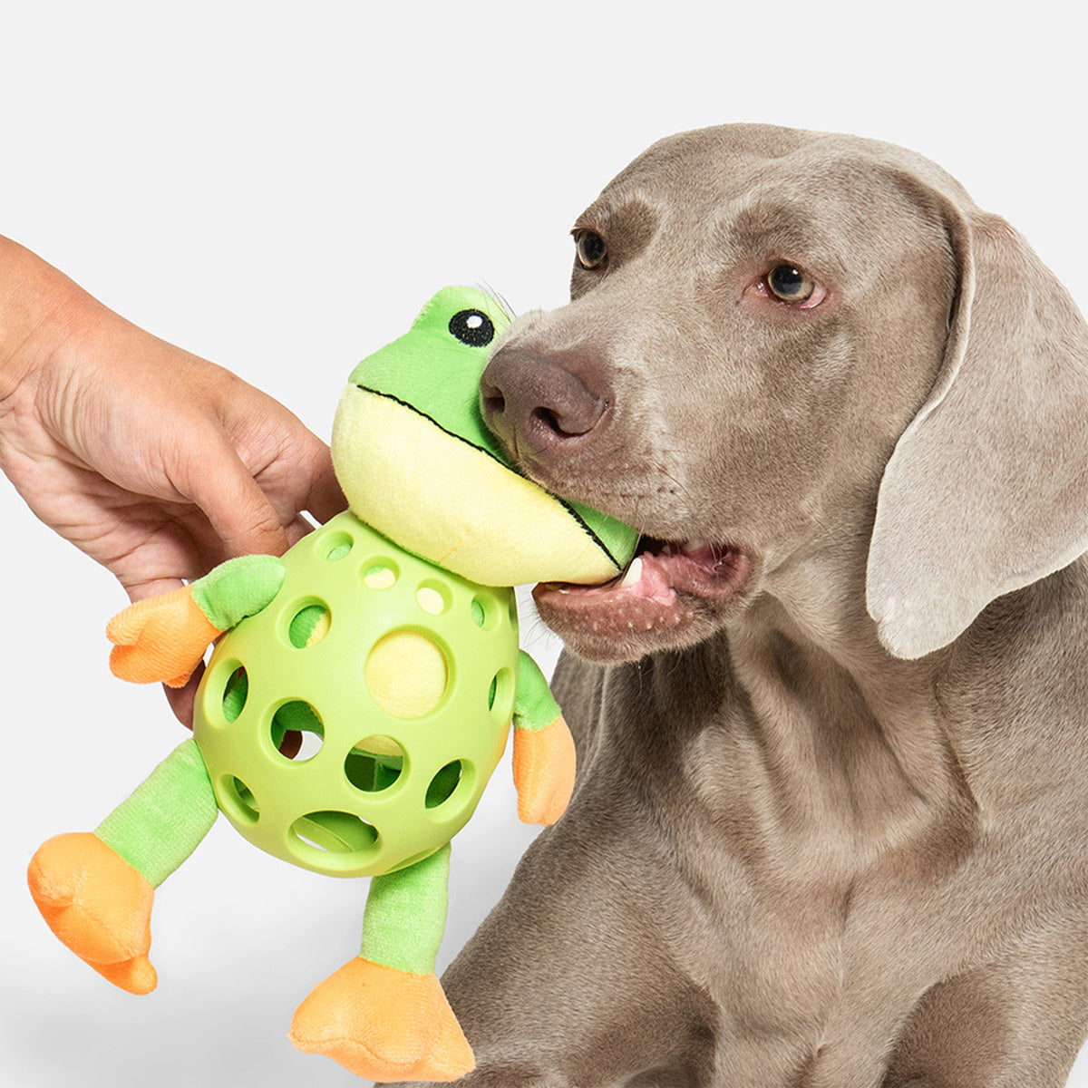 Plush Dog Toy Squeaky Frog Chew Toy