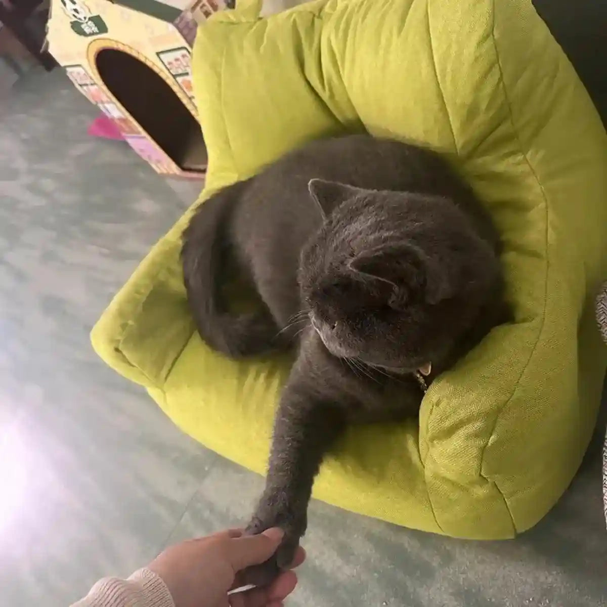 Bear-Shaped Lounge Chair for Pets Cozy and Decorative Pet Sofa