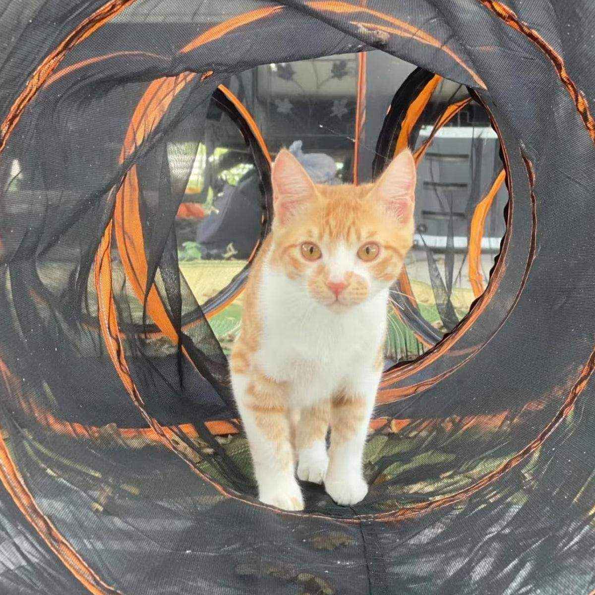 4pcs Foldable Cat Tunnel Outdoors Breathable Mesh Playpen for Safe Outdoor Fun