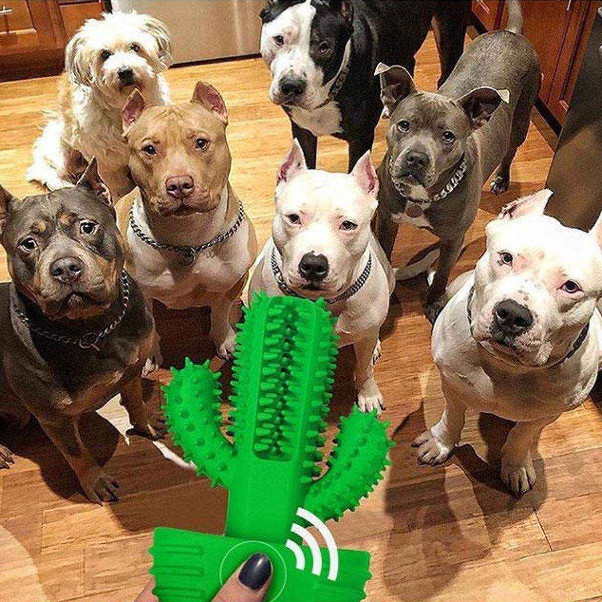Cactus Shape Dog Chew Toy for Teeth Cleaning and Anxiety Relief
