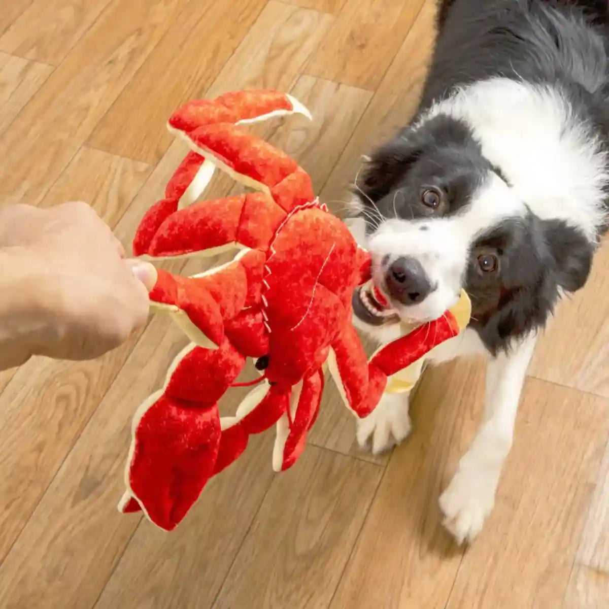 Durable Plush Crab Dog Toy for Interactive Play