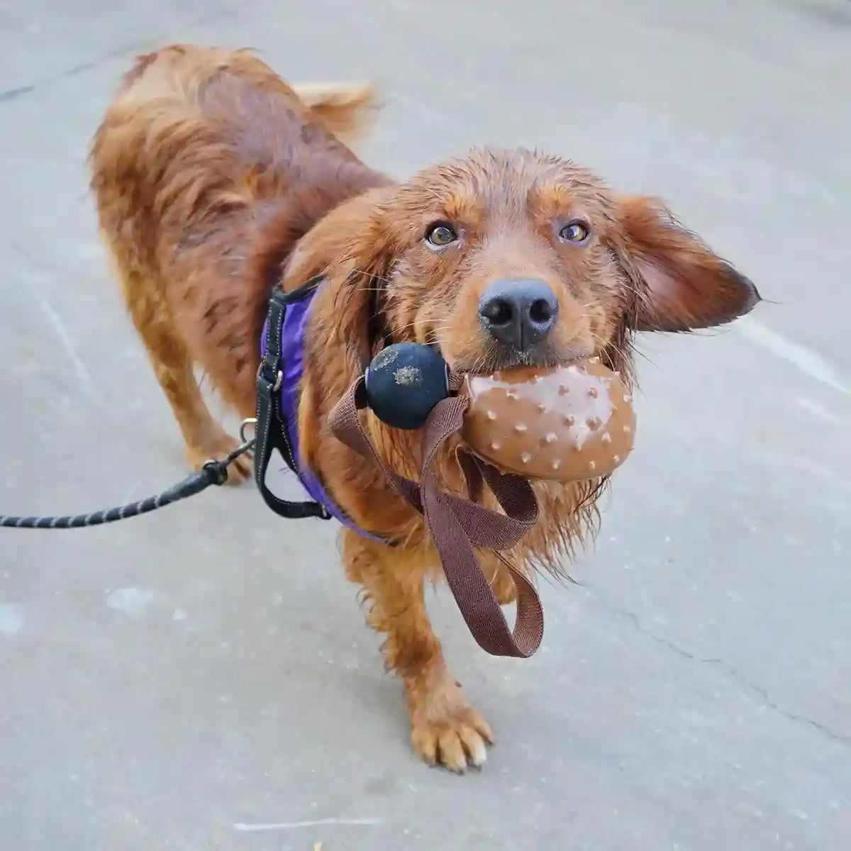 Puppy Chew Toy Teeth Cleaning Slow Feeding Ball Durable Dog Toy