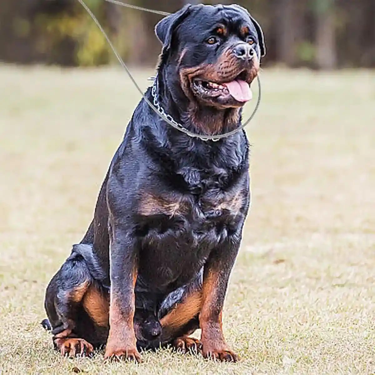 Stainless Steel Animal Catching Pole