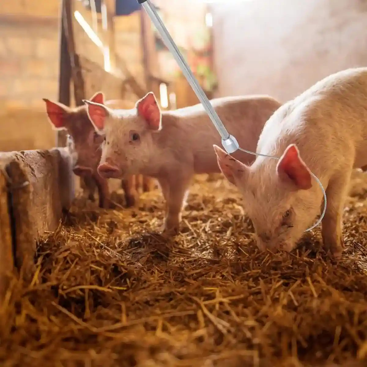 Stainless Steel Animal Catching Pole