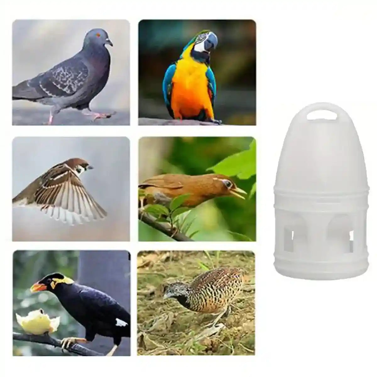 3L Automatic Bird Waterer Large Capacity Dispenser for Pigeons & Parrots