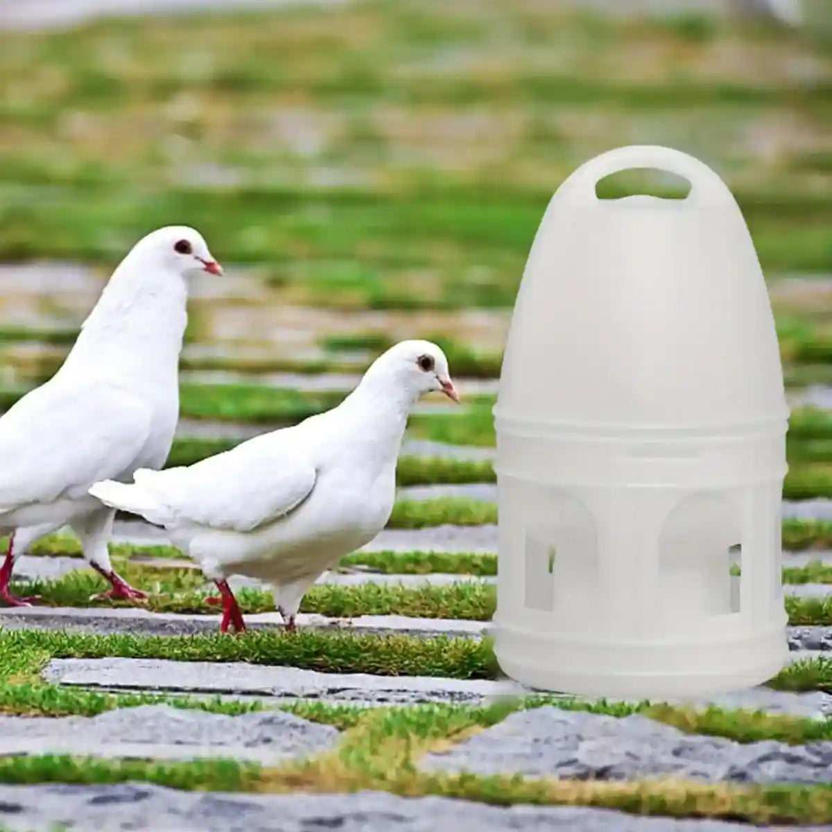 3L Automatic Bird Waterer Large Capacity Dispenser for Pigeons & Parrots