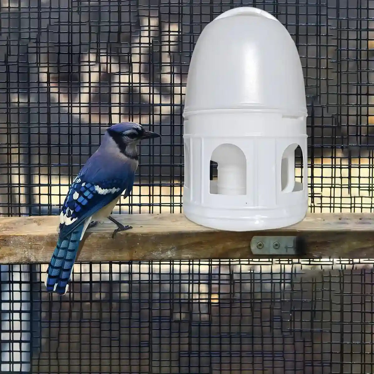 3L Automatic Bird Waterer Large Capacity Dispenser for Pigeons & Parrots