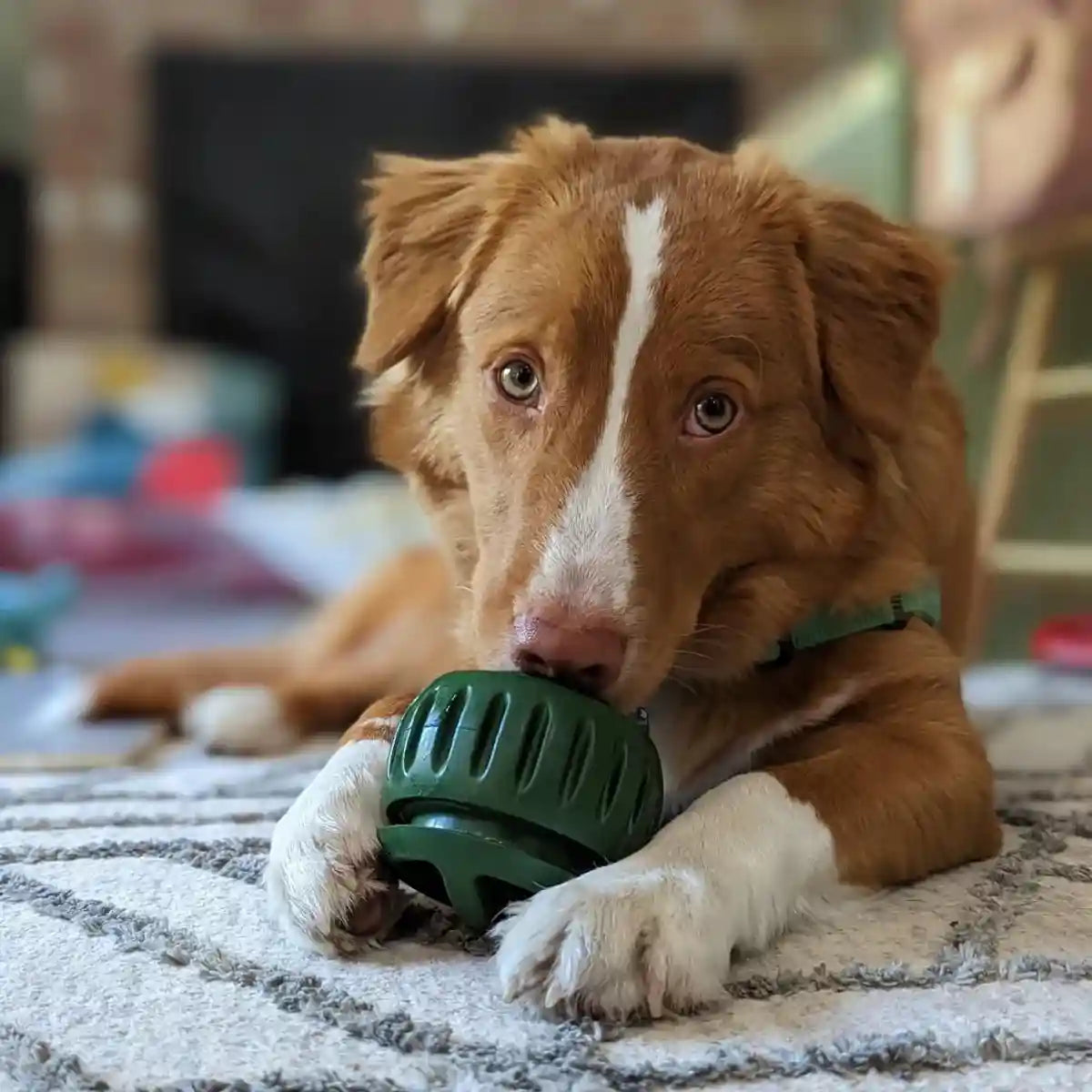 Durable Dog Treat Tray Mold & Toy Long-Lasting Dog Snack Maker