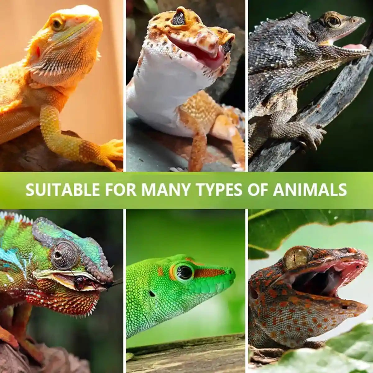 Cricket Calcium Powder Mixer