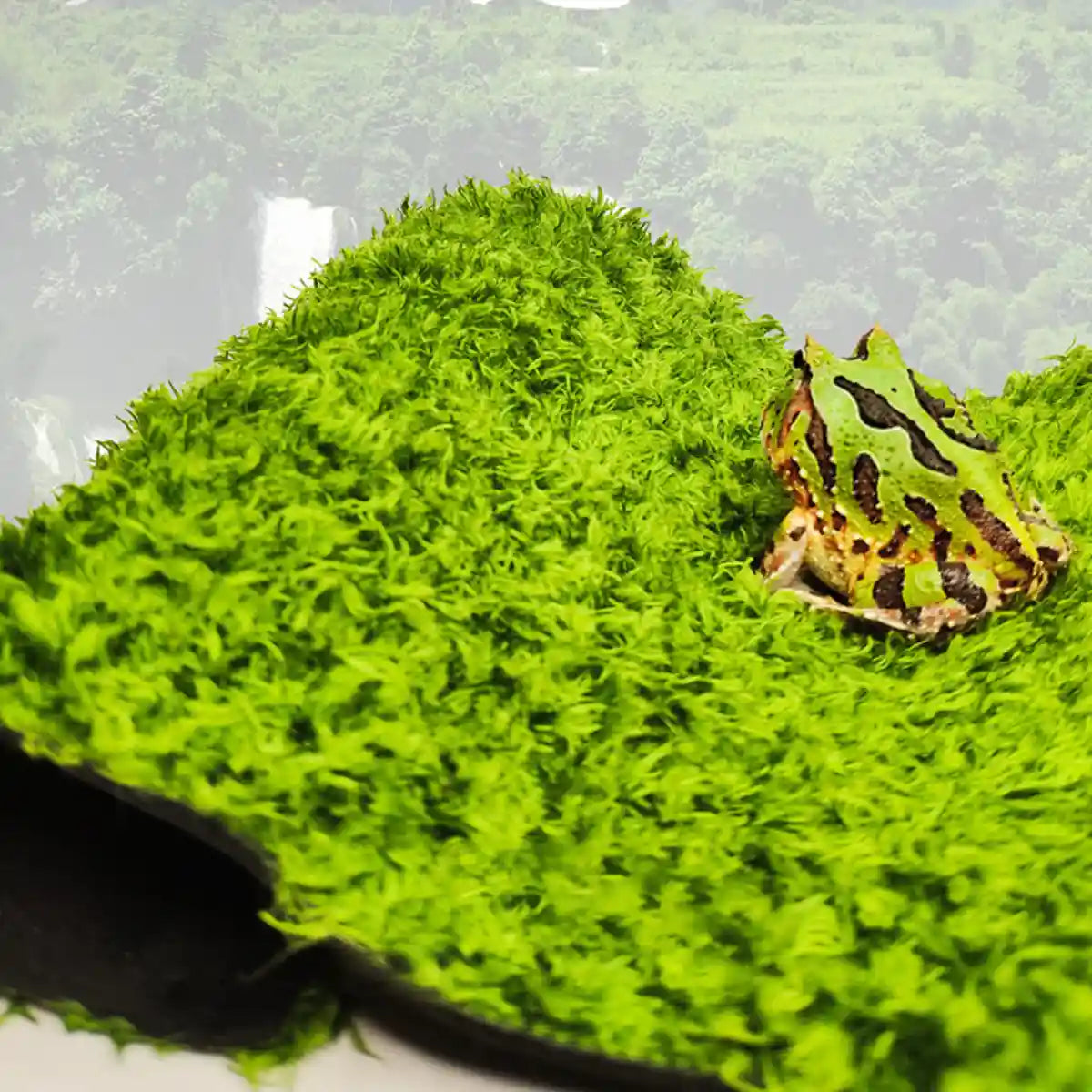 Climbing Pet Rainforest Landscape Moss Carpet Pet Horned Frog Pad