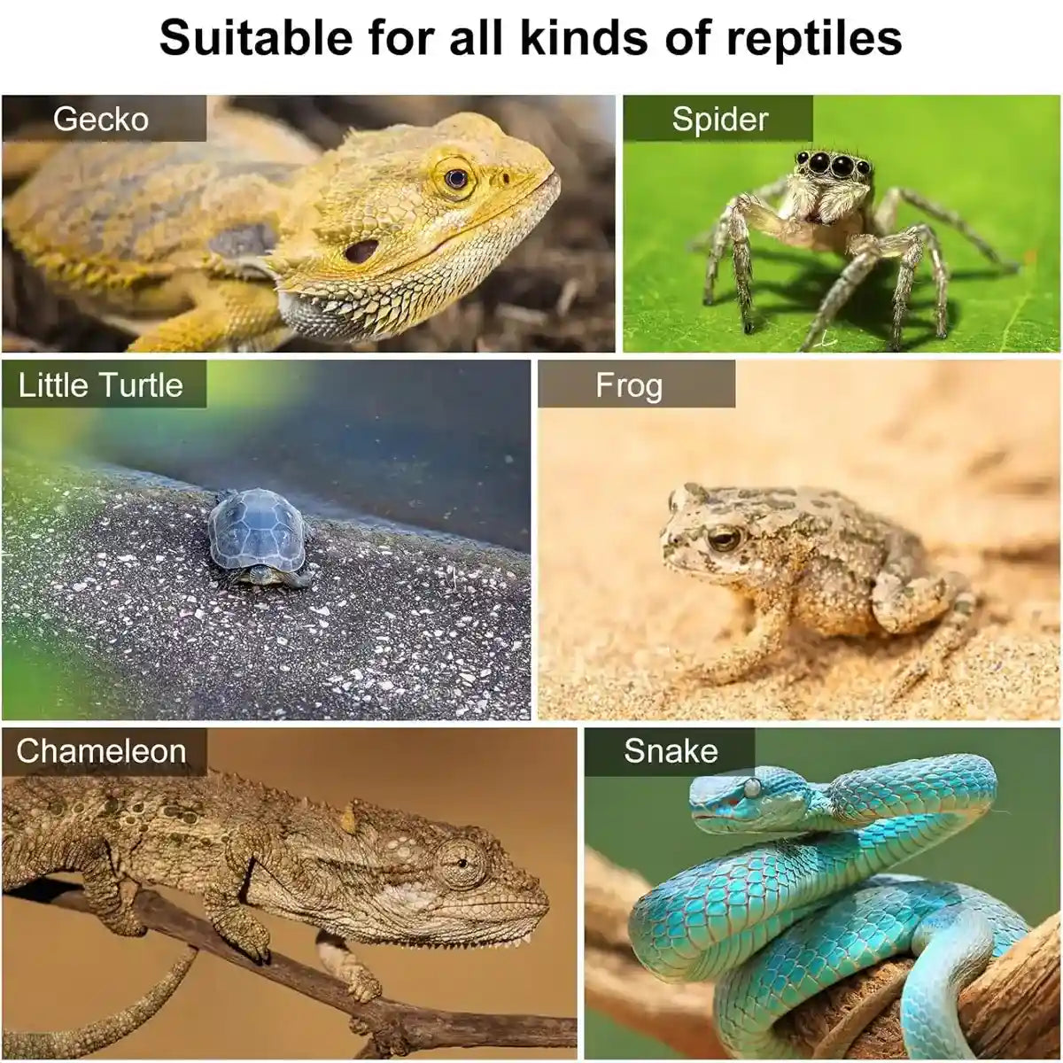 Natural Terrarium Reptile Climbing Frame with Hemp Rope for Pets