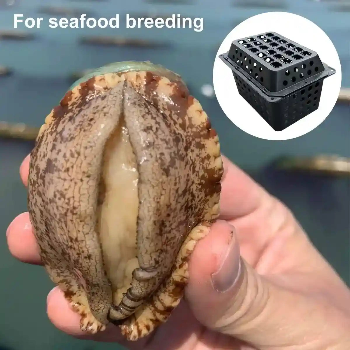 Aquaculture Seafood Breeding Cage for Crabs & Shellfish