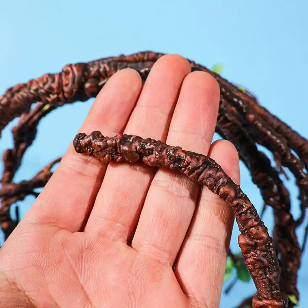 Flexible Reptile Vines 180cm Jungle Climbing Decoration for Terrariums