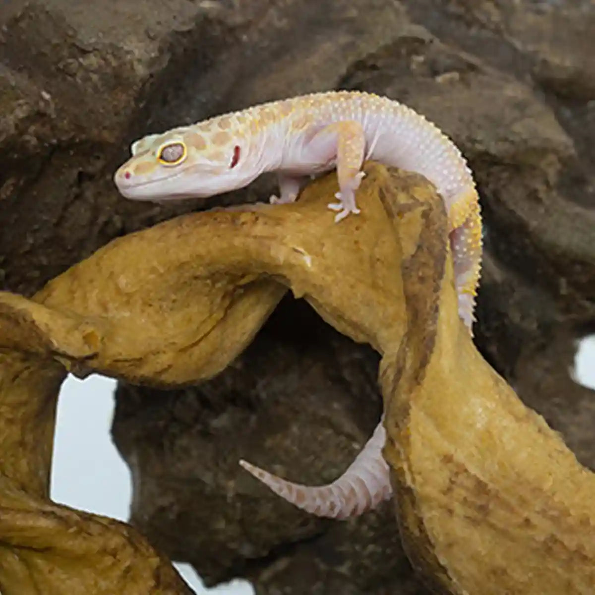 Flexible Reptile Climbing Vine 60cm PU Simulation Branch for Terrarium