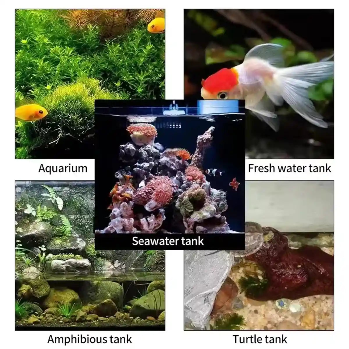 Stainless Steel Algae Scraper