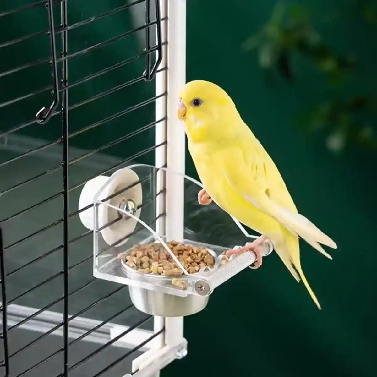 Durable Stainless Steel Bird Bowl with Acrylic Feeder for Mess-Free Feeding