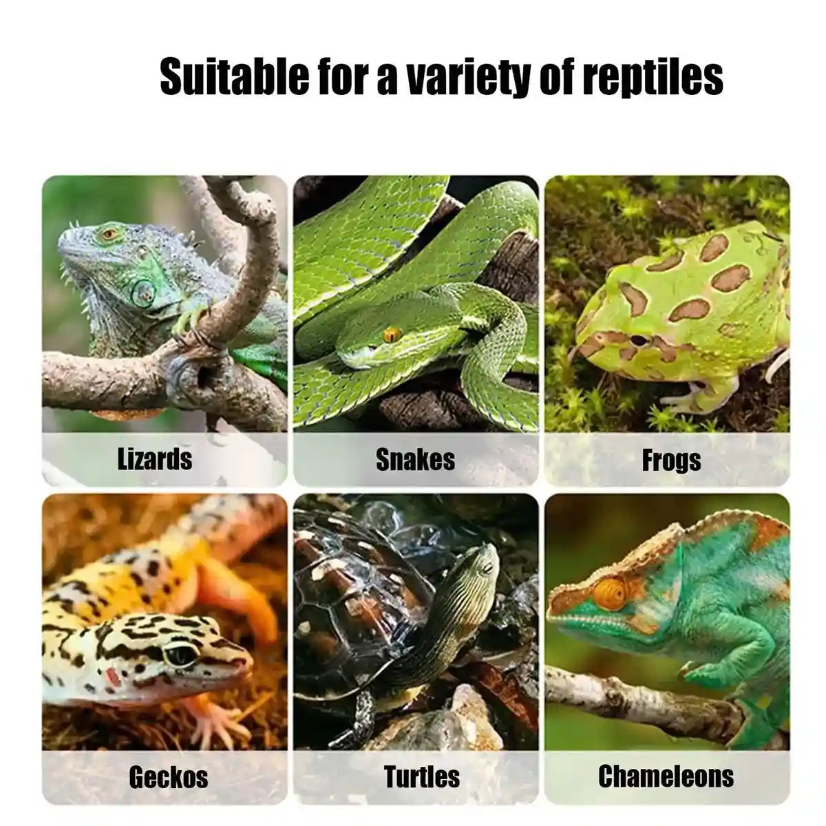 Anti-Escape Insect Breeding Box with Drawer