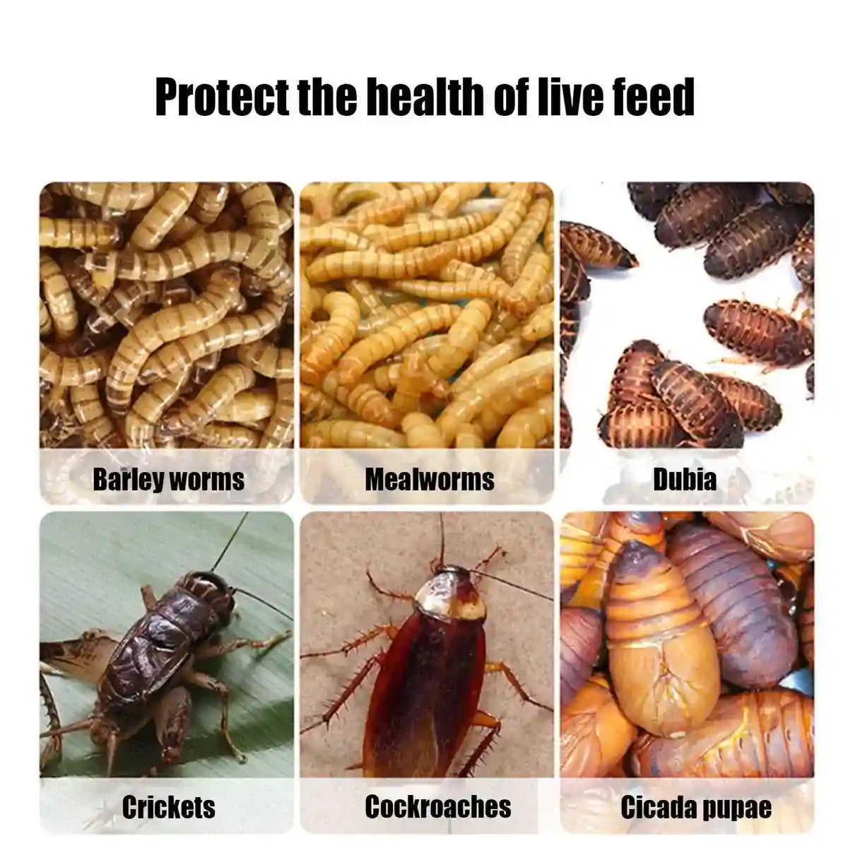 Anti-Escape Insect Breeding Box with Drawer