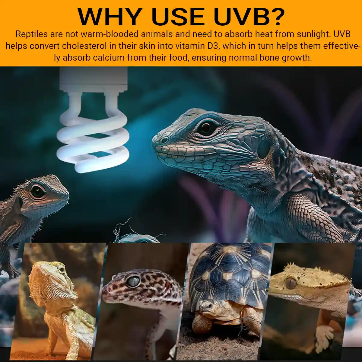 220v13W Climbing Pet UVB Calcium Energy-saving Lamp