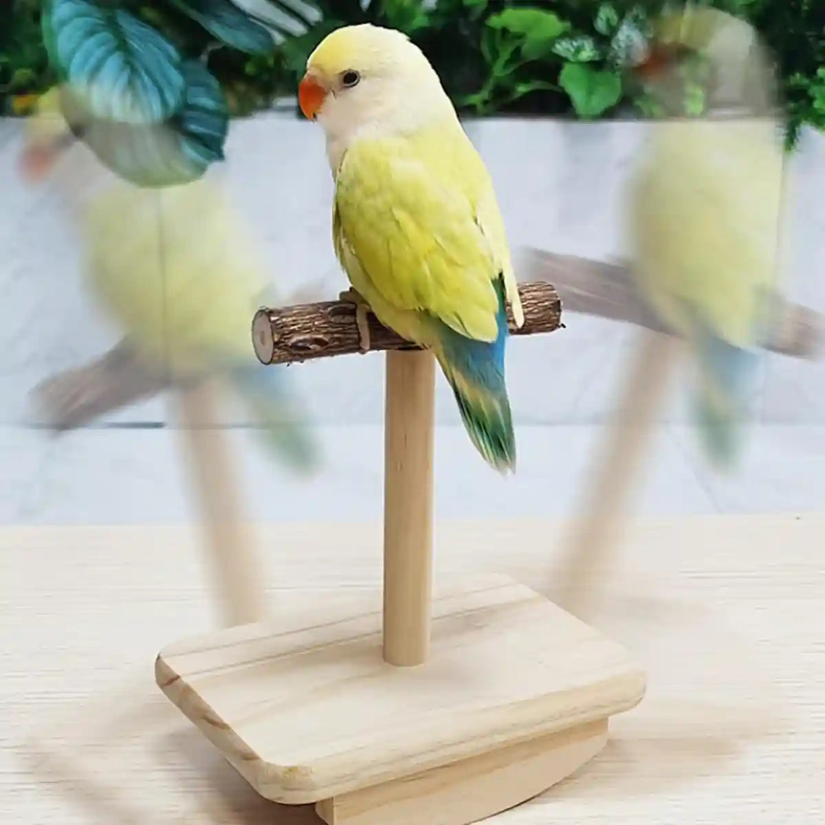 Natural Zanthoxylum Parrot Platform Stand for Claw Grinding & Resting