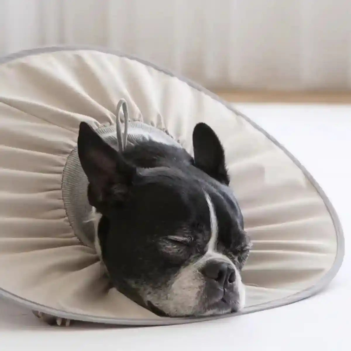 Adjustable Cat Recovery Collar for Grooming and Licking Prevention