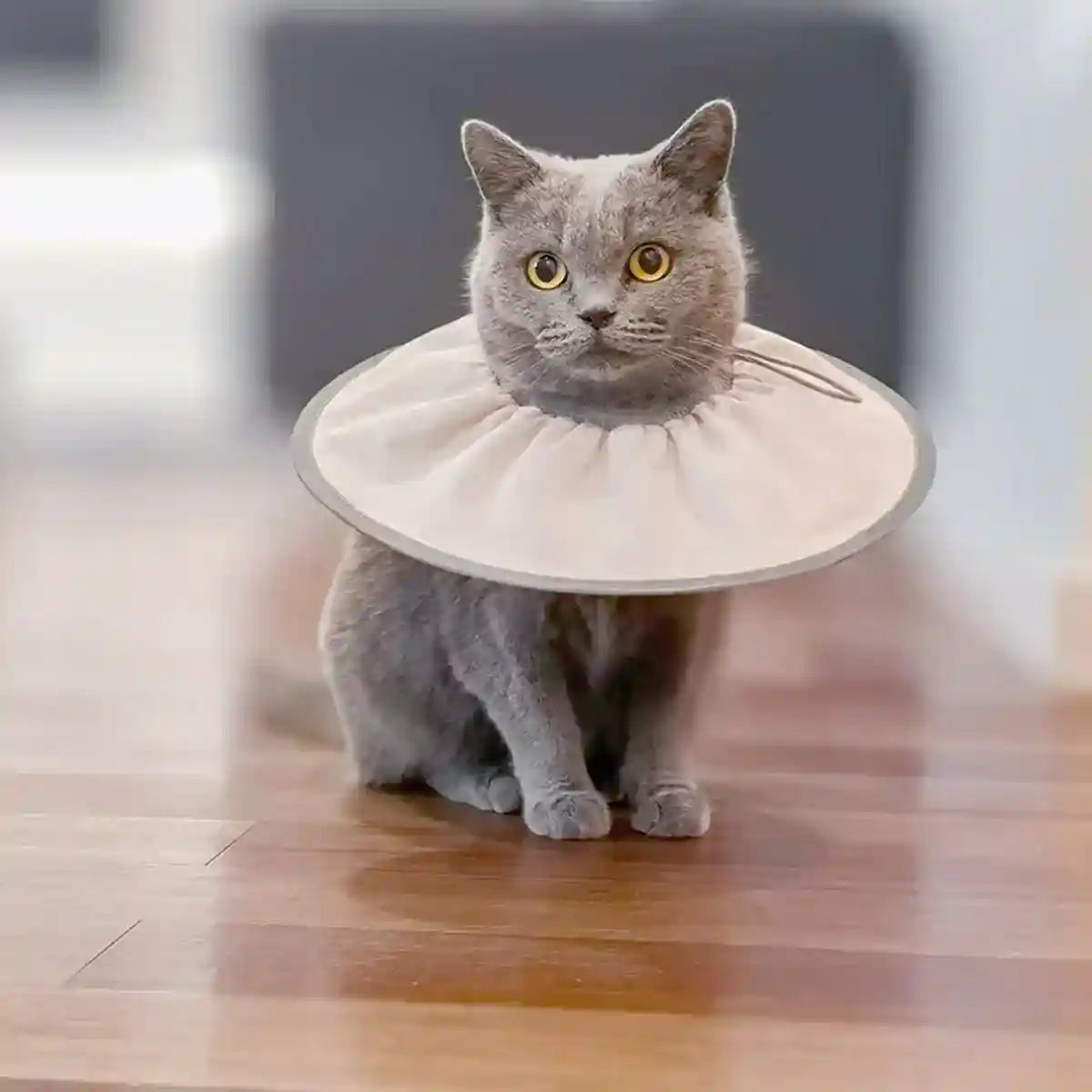 Adjustable Cat Recovery Collar for Grooming and Licking Prevention