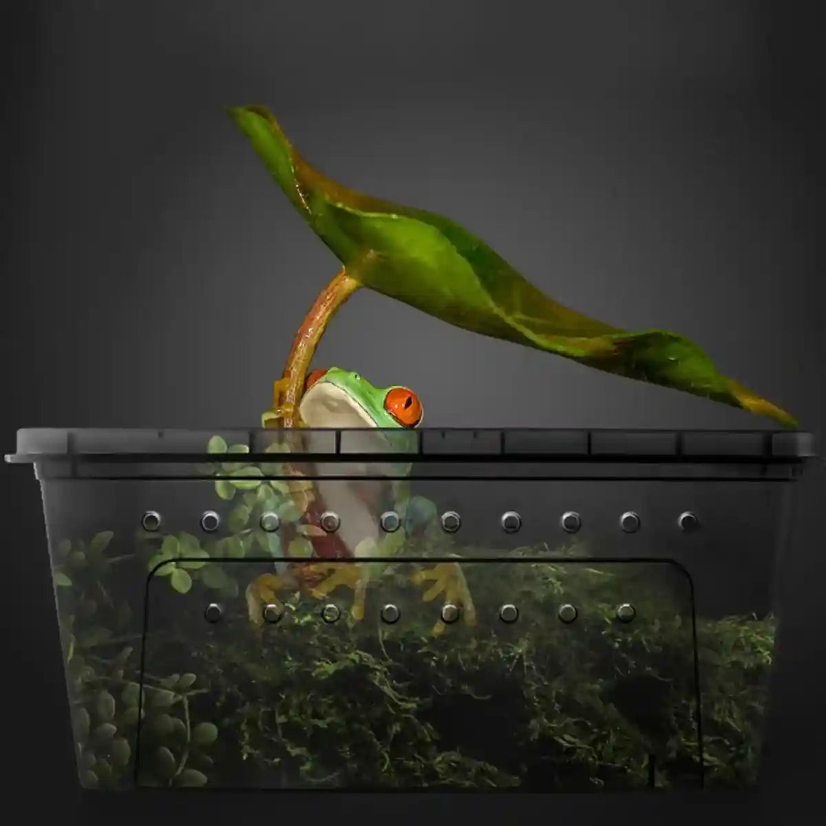 Reptile Breeding Box with Ventilation