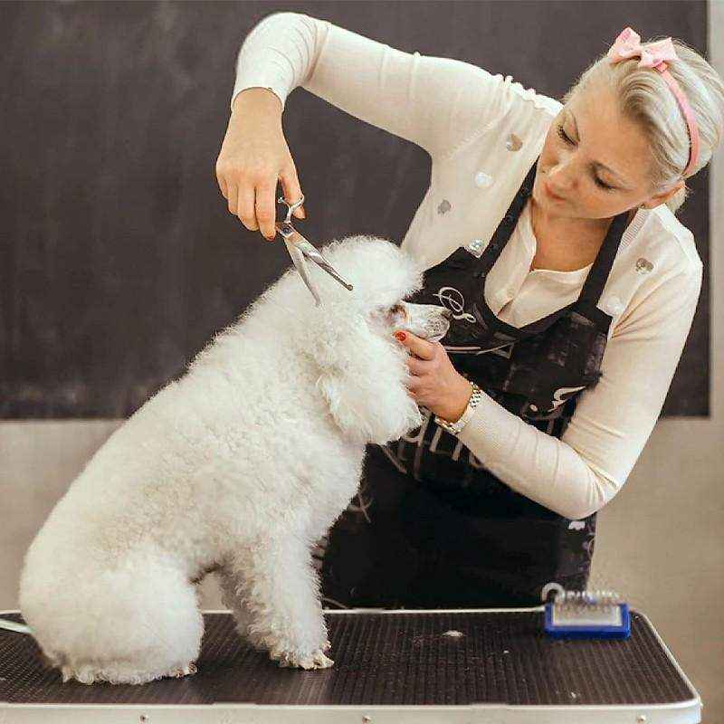 6â Pet Grooming Scissors Set 7pcs