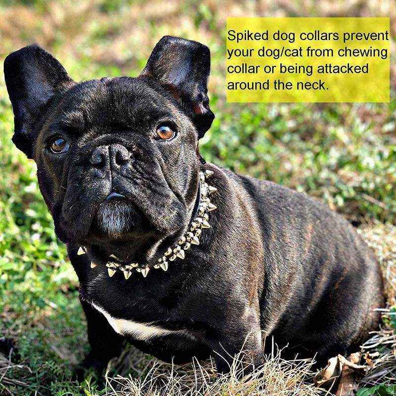 Studded Leather Dog Collar Stylish & Protective Designer Dog Collars