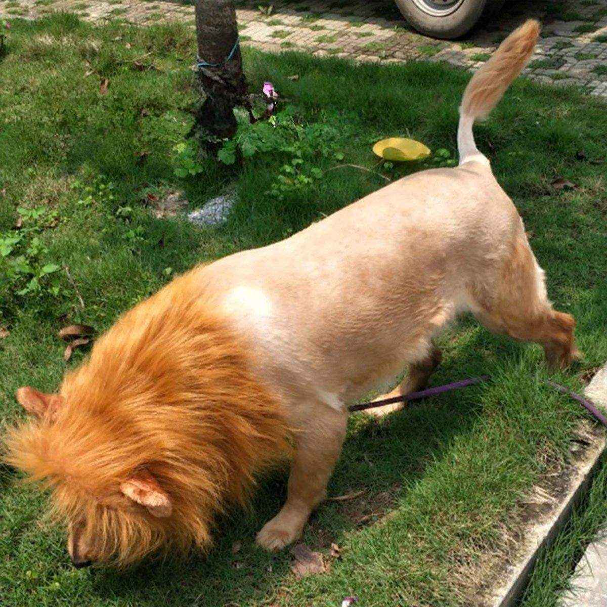 Lion Costume Mane Wig Large Dog Fancy Dress Up Party for Pet Halloween Clothes
