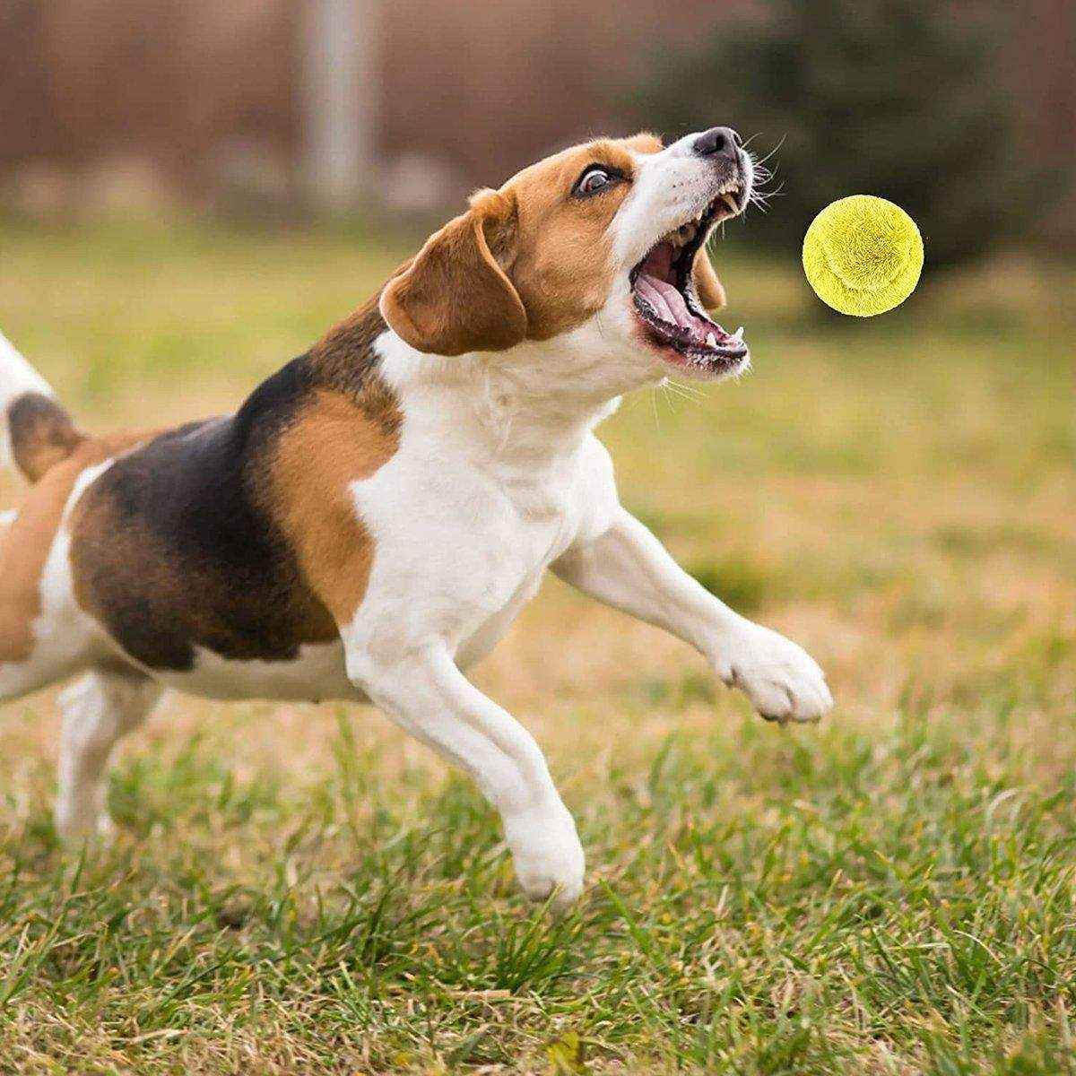 Interactive Pet Magic Roller Ball Toy Keeps Your Pets Engaged