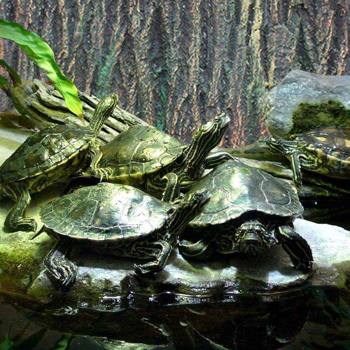 3D Aquarium Background Board Realistic Bark & Rock Design for Tanks