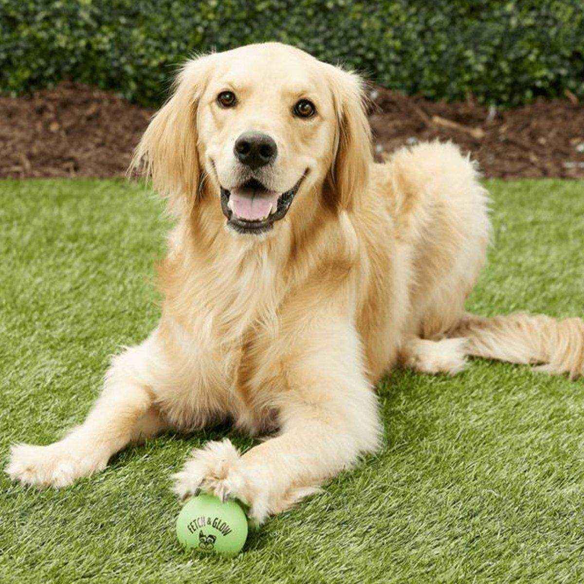 Spunky Pup Fetch & Glow Ball