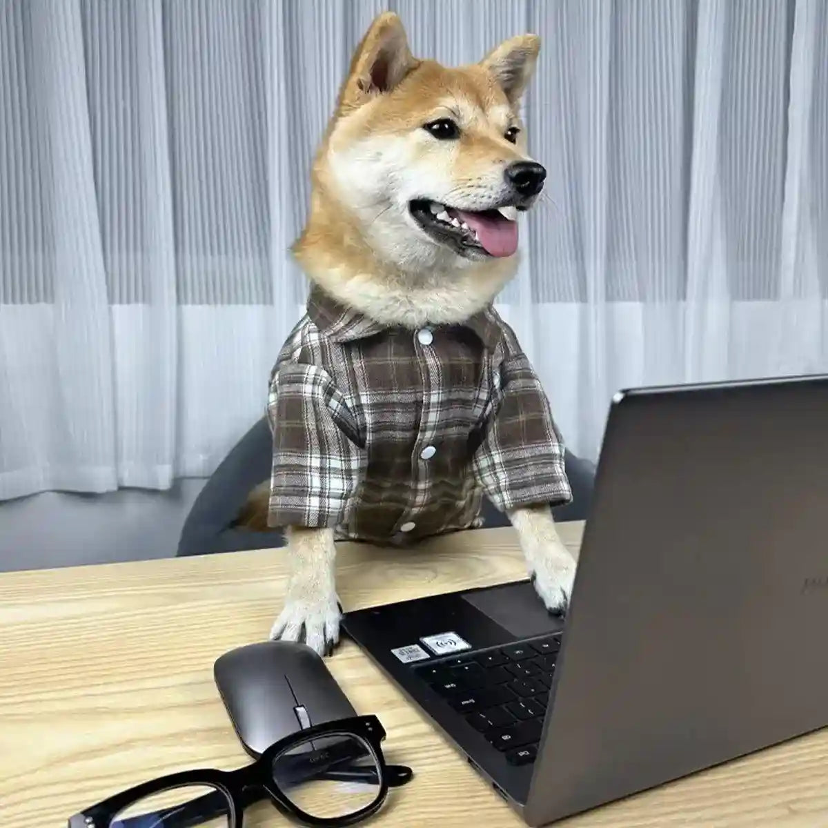 Medium And Large Dog Dog Cat Corgi Chai Dog Shirt Suit Dress