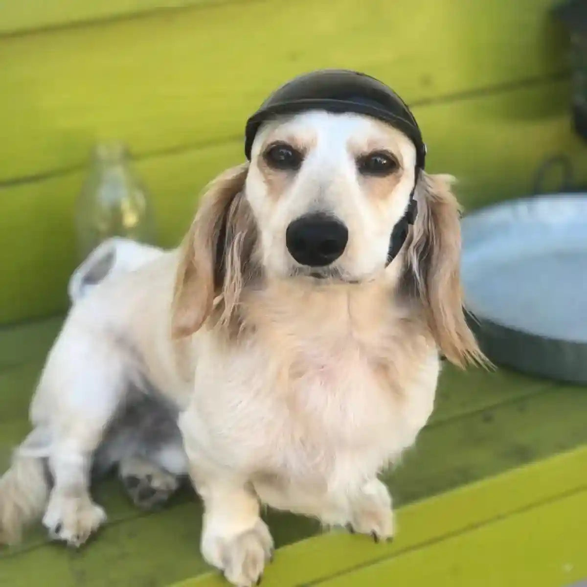 Pet Helmet New Motorcycle Helmet Dog Cat Accessories Pet Toy Hat Headwear