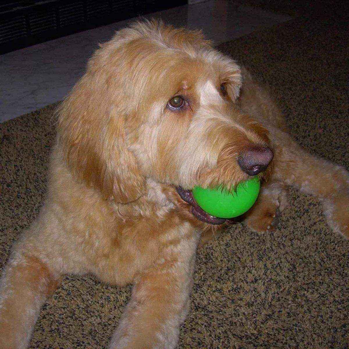 Spunky Pup Fetch & Glow Ball