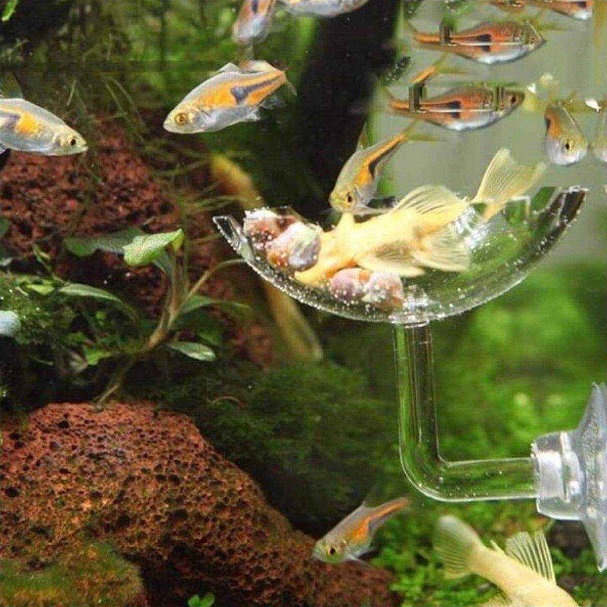 Aquarium Fish Tank Shrimp Food Feeder Clear Arylic Feeding Dish Fish Tank Feeder