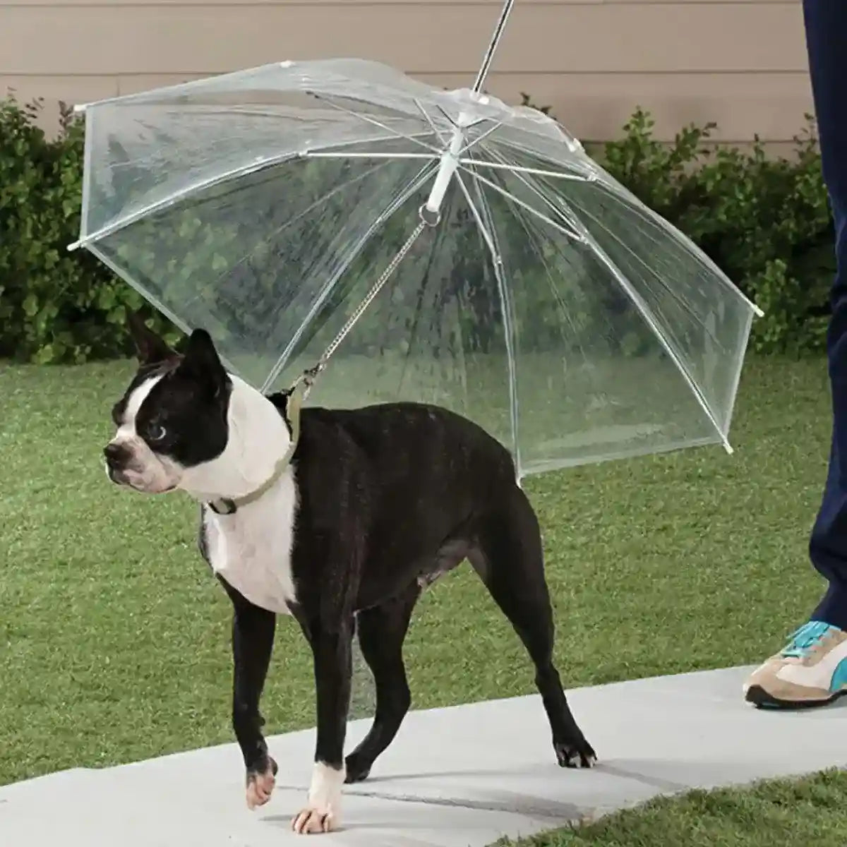 Pet Umbrella with Leash Attachment Keep Your Dog Dry in Style