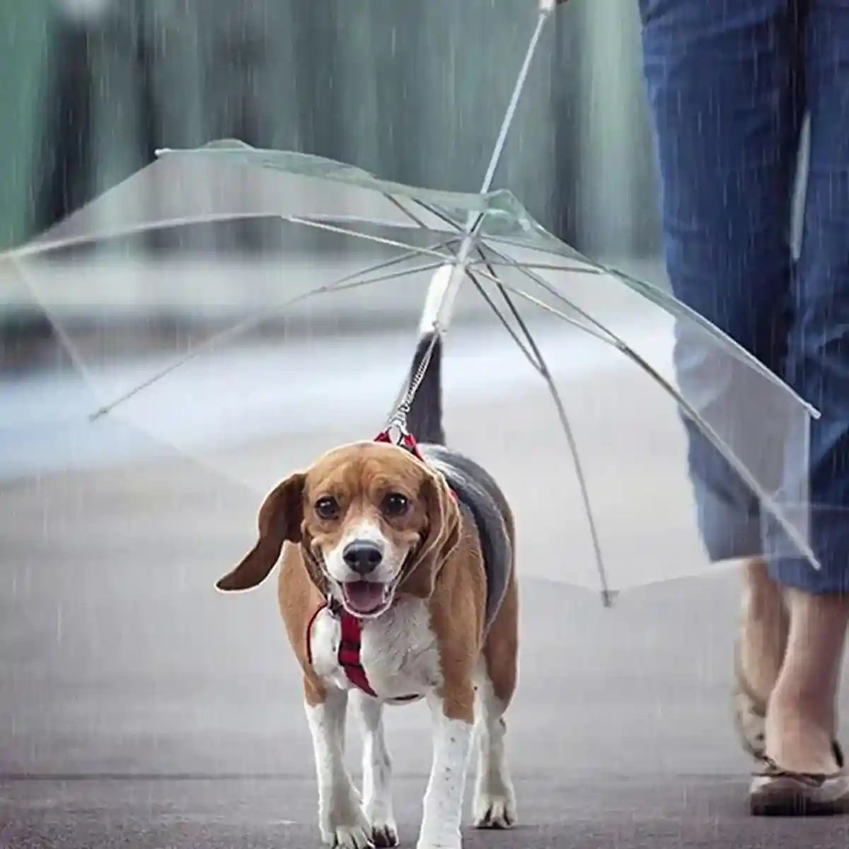 Pet Umbrella with Leash Attachment Keep Your Dog Dry in Style