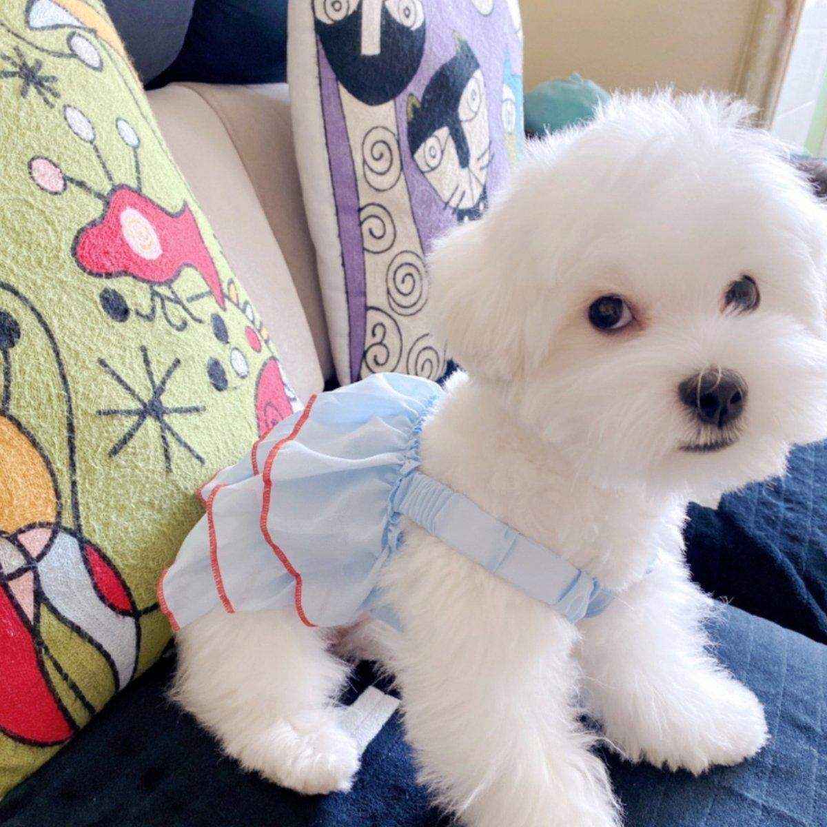 Summer Pet Princess Skirt Cat Dog Dress