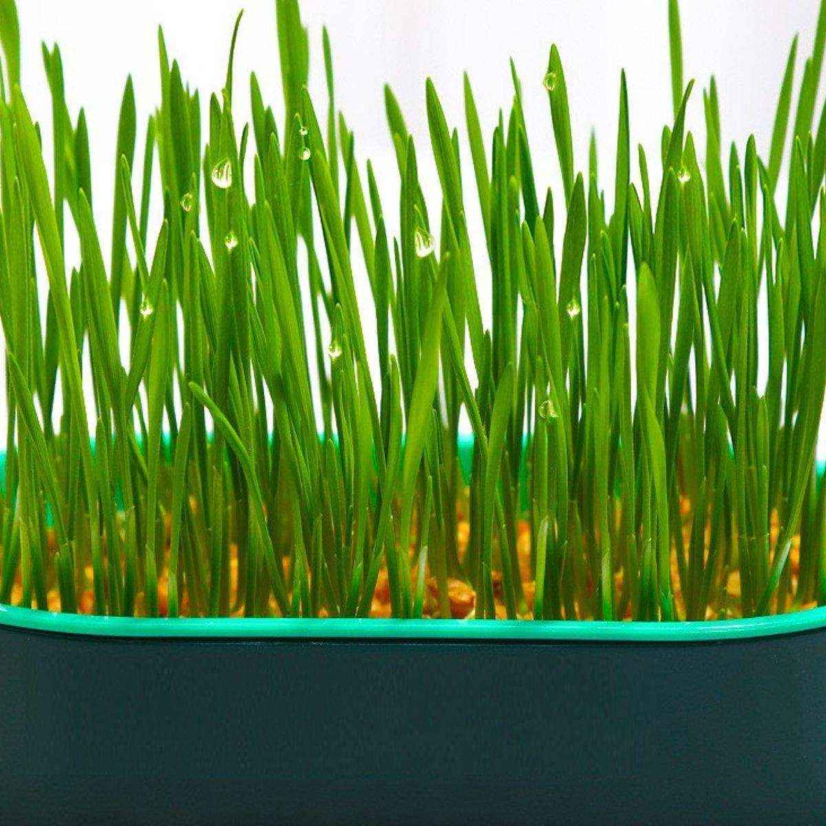 Stylish Hydroponic Catnip Growing Box