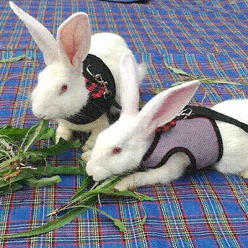 Adjustable Mesh Rabbit Harness with Leash for Small Pets