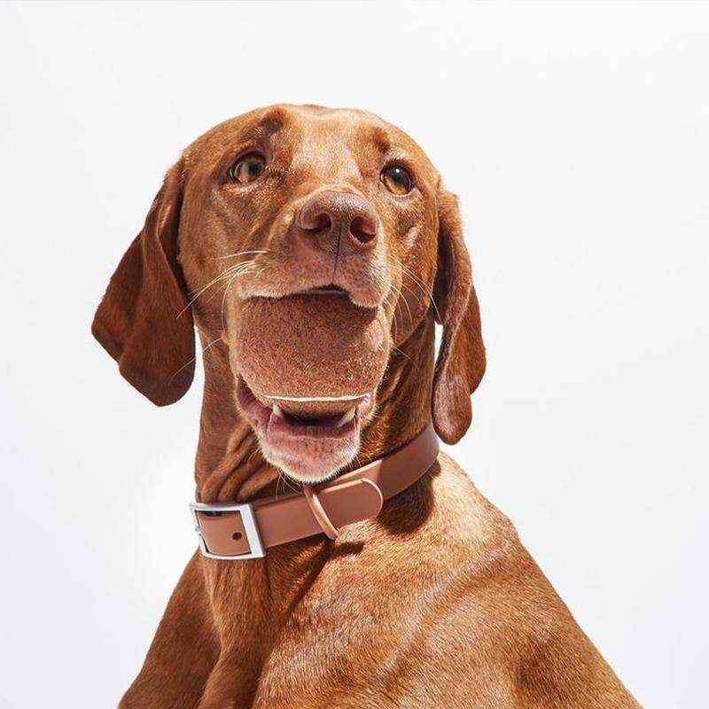 PVC Waterproof Dog Collar Apricot Designer Dog Collars