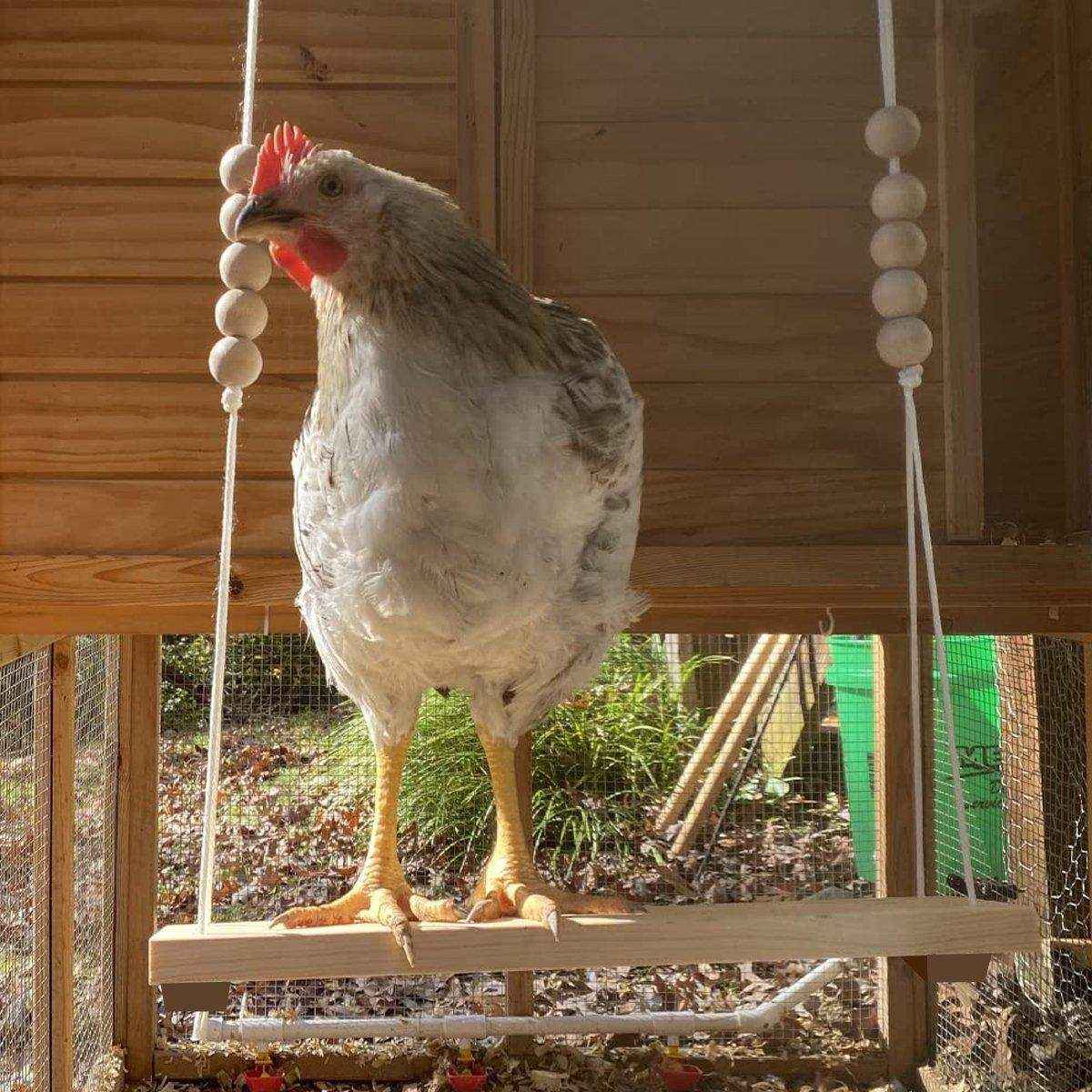 Durable Wooden Chicken Swing for Outdoor Poultry Coops