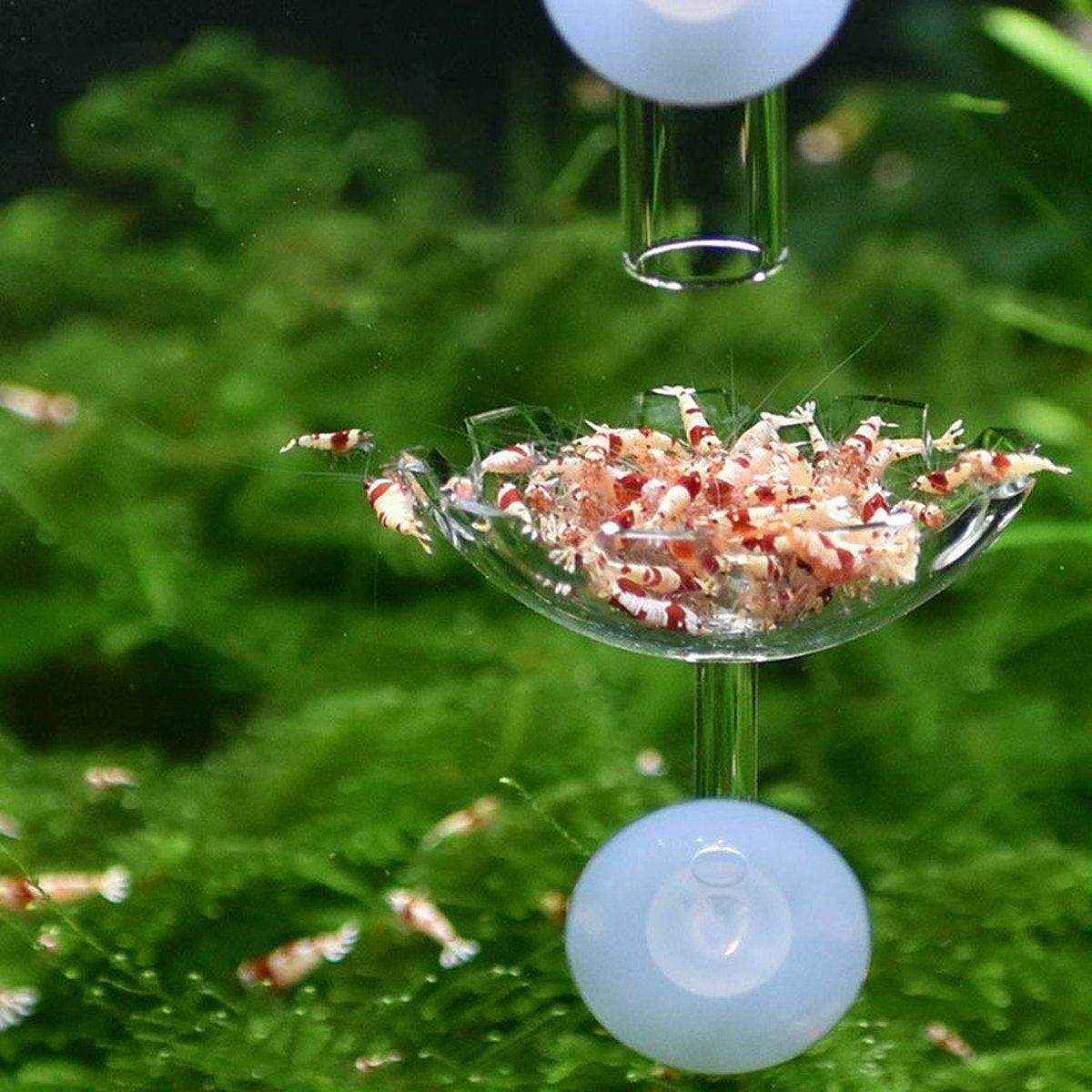 Aquarium Fish Tank Shrimp Food Feeder Clear Arylic Feeding Dish Fish Tank Feeder